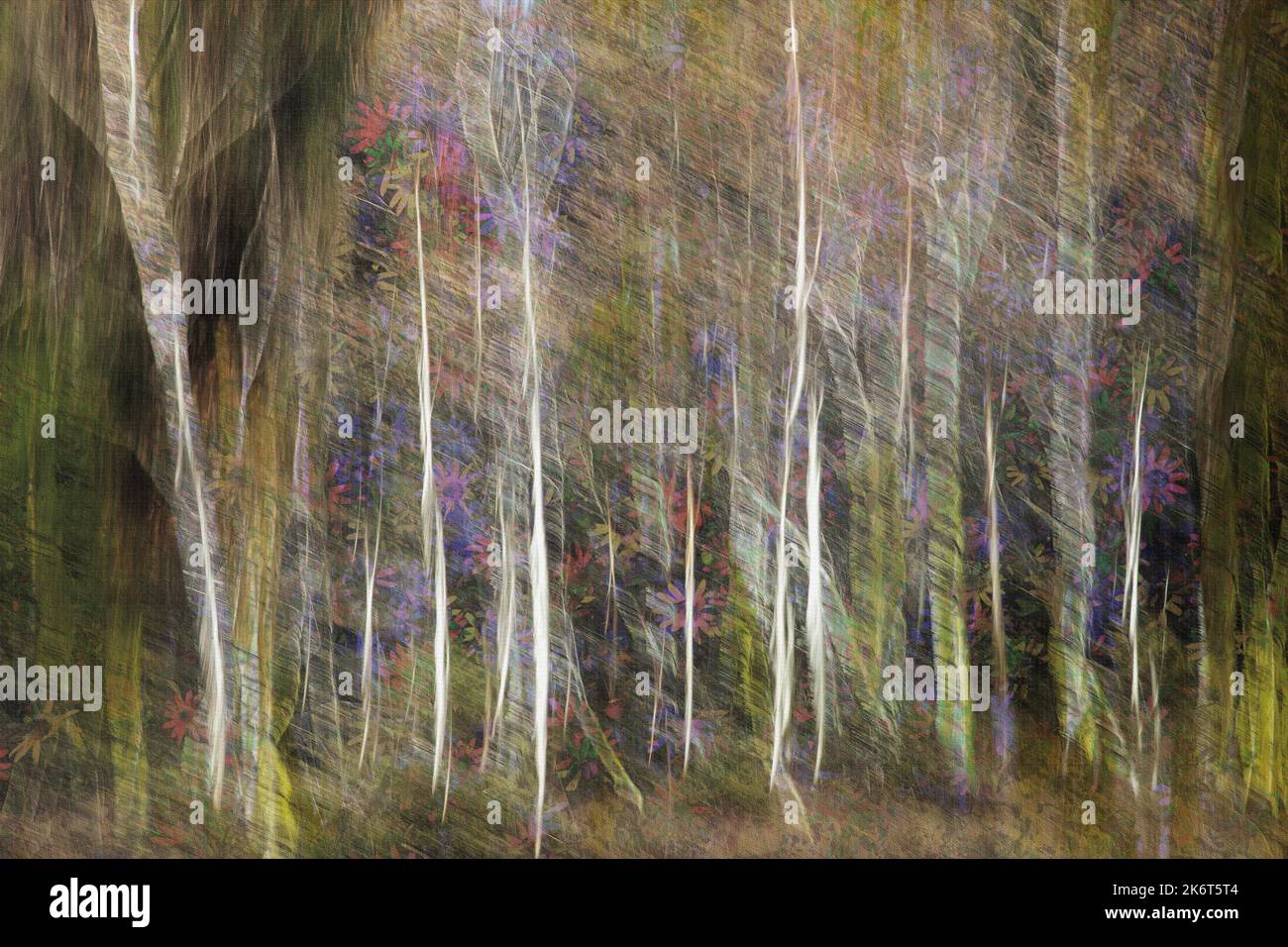 ART PHOTOGRAPHIQUE CONTEMPORAIN : refuge dans la forêt Banque D'Images