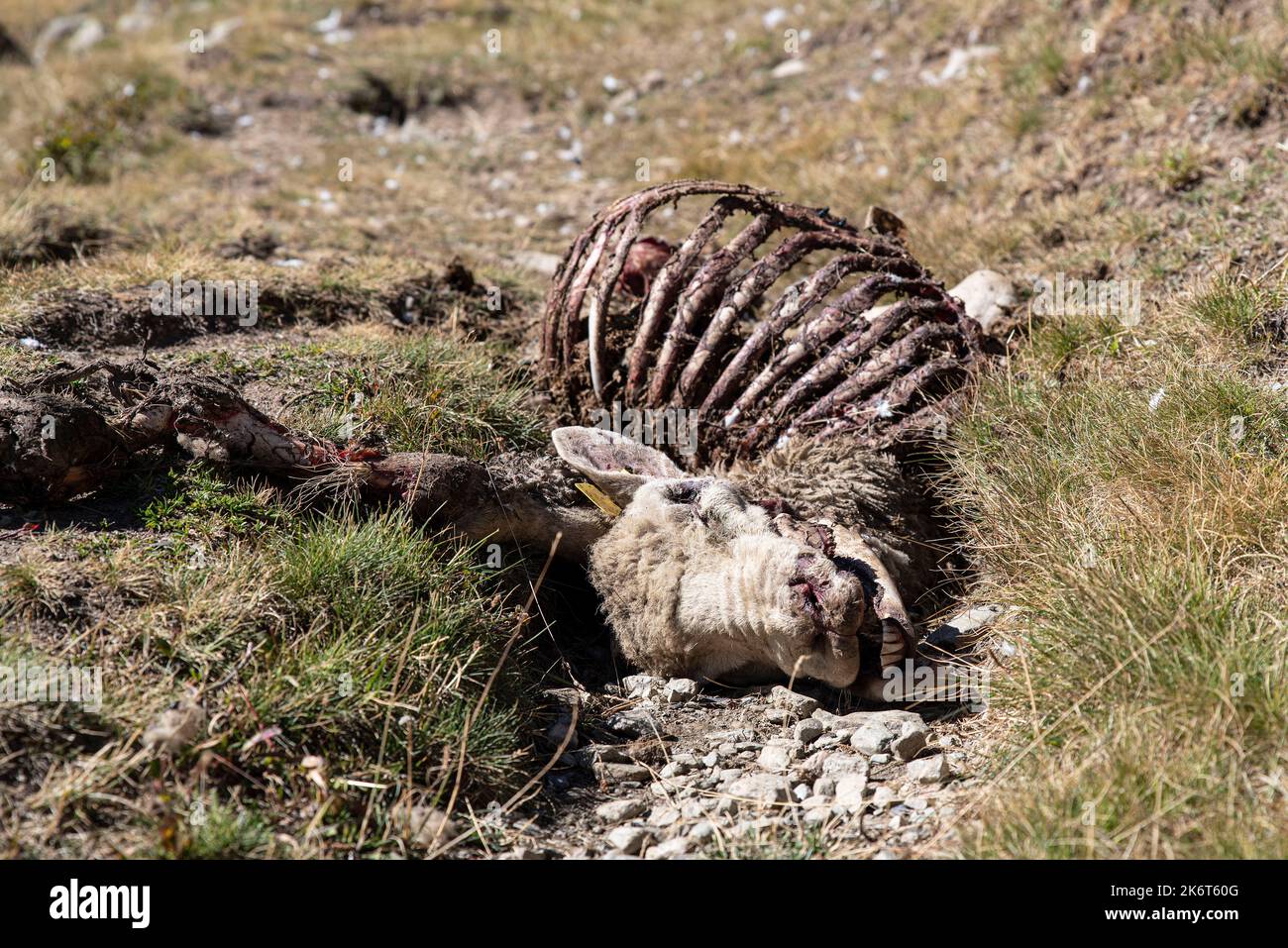 Corps d'un mouton tué par un loup dans les montagnes des Alpes en France Banque D'Images