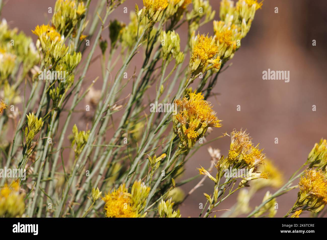 Inflorescences de tête de caïd à fleurs jaunes de l'Ericameria Nauseosa, Asteraceae, arbuste indigène dans les montagnes de San Bernardino, été. Banque D'Images