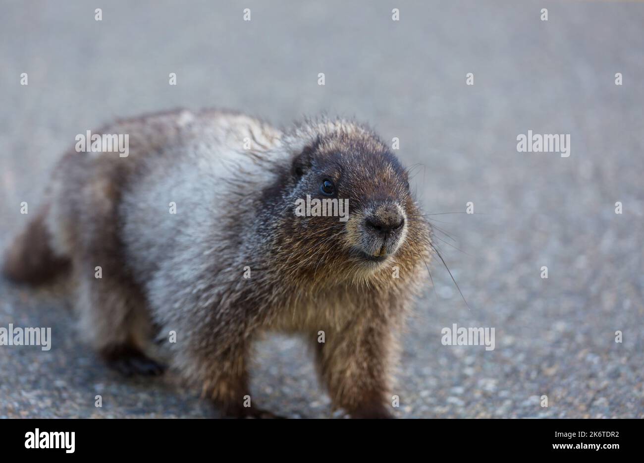 Marmottes dans les prairies en été, nature sauvage en Amérique du Nord Banque D'Images