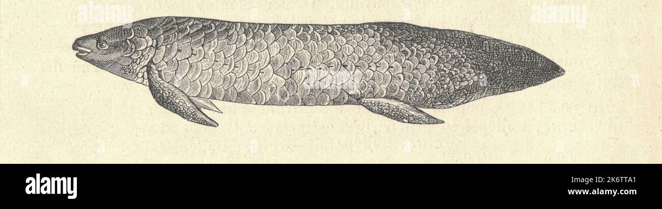 Illustration ancienne du lungfish australien. Illustration ancienne du lungfish australien. Photo ancienne du lungfish australien. Le méné australien (Neoceratodus forsteri), également connu sous le nom de méné du Queensland, de saumon burnet et de barramunda, est le seul membre survivant de la famille des Neoceratodontidae. C'est l'une des six espèces de poissons-lungfish existantes dans le monde. Endémiques en Australie, les Neoceratodontidae sont une ancienne famille appartenant à la classe des Sarcopterygii, ou poissons à lobes. Les enregistrements fossiles de ce groupe remontent à 380 millions d'années, autour de l'époque où le plus élevé Banque D'Images