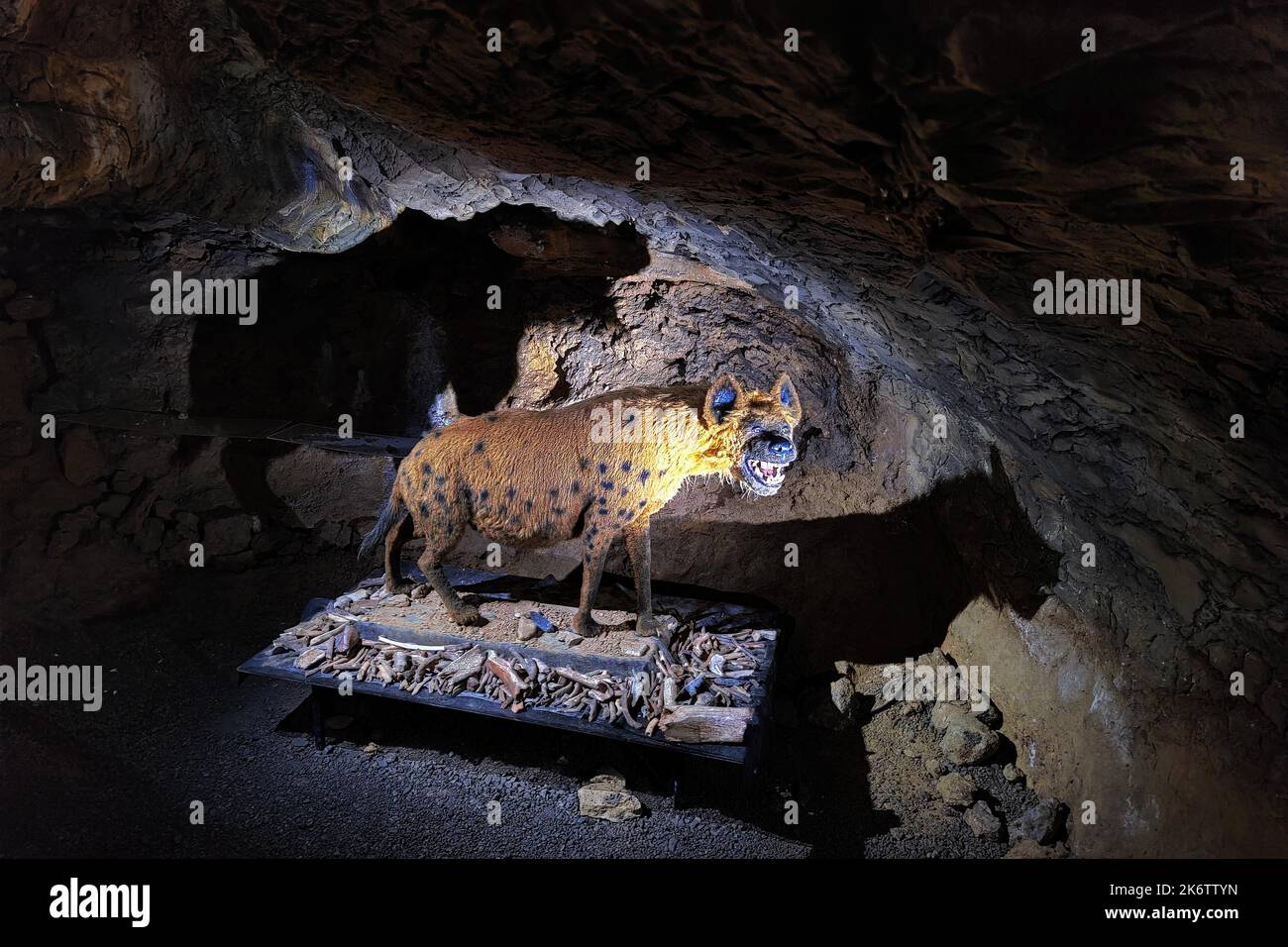 Une grotte hyena à Heinrichshoehle, Hemer, pays aigre, Rhénanie-du-Nord-Westphalie, Allemagne Banque D'Images
