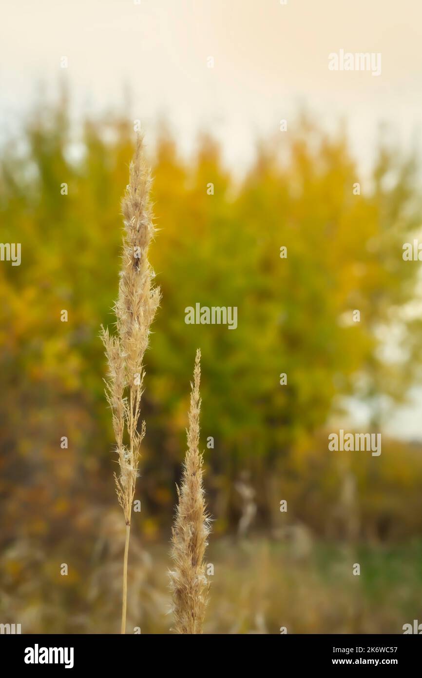 Oreilles de mauvaises herbes de champ sec contre le fond des encens avec des feuilles jaunes Banque D'Images