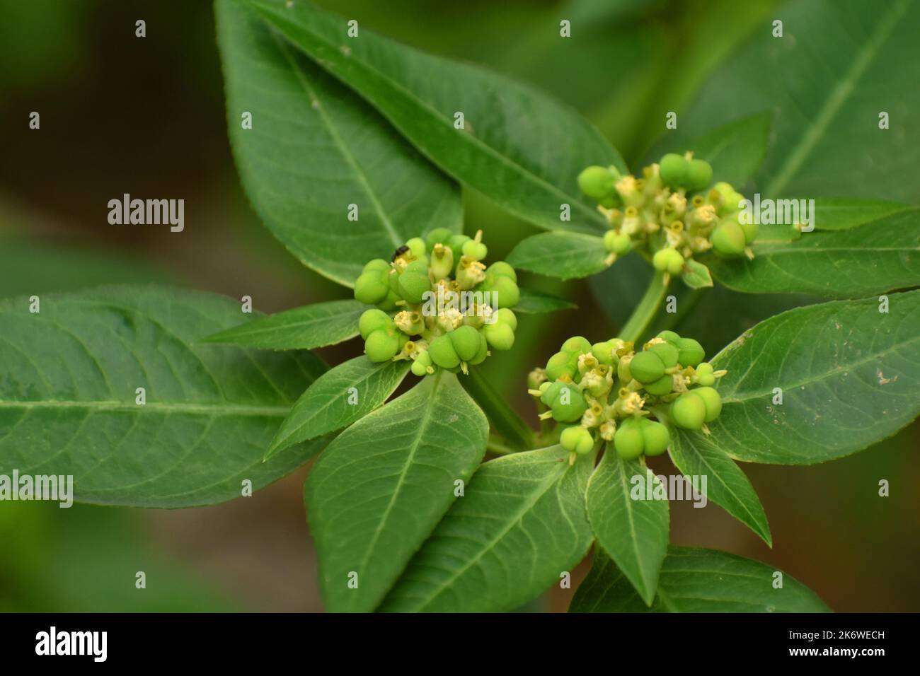Graines immatures de l'Euphorbia. Banque D'Images