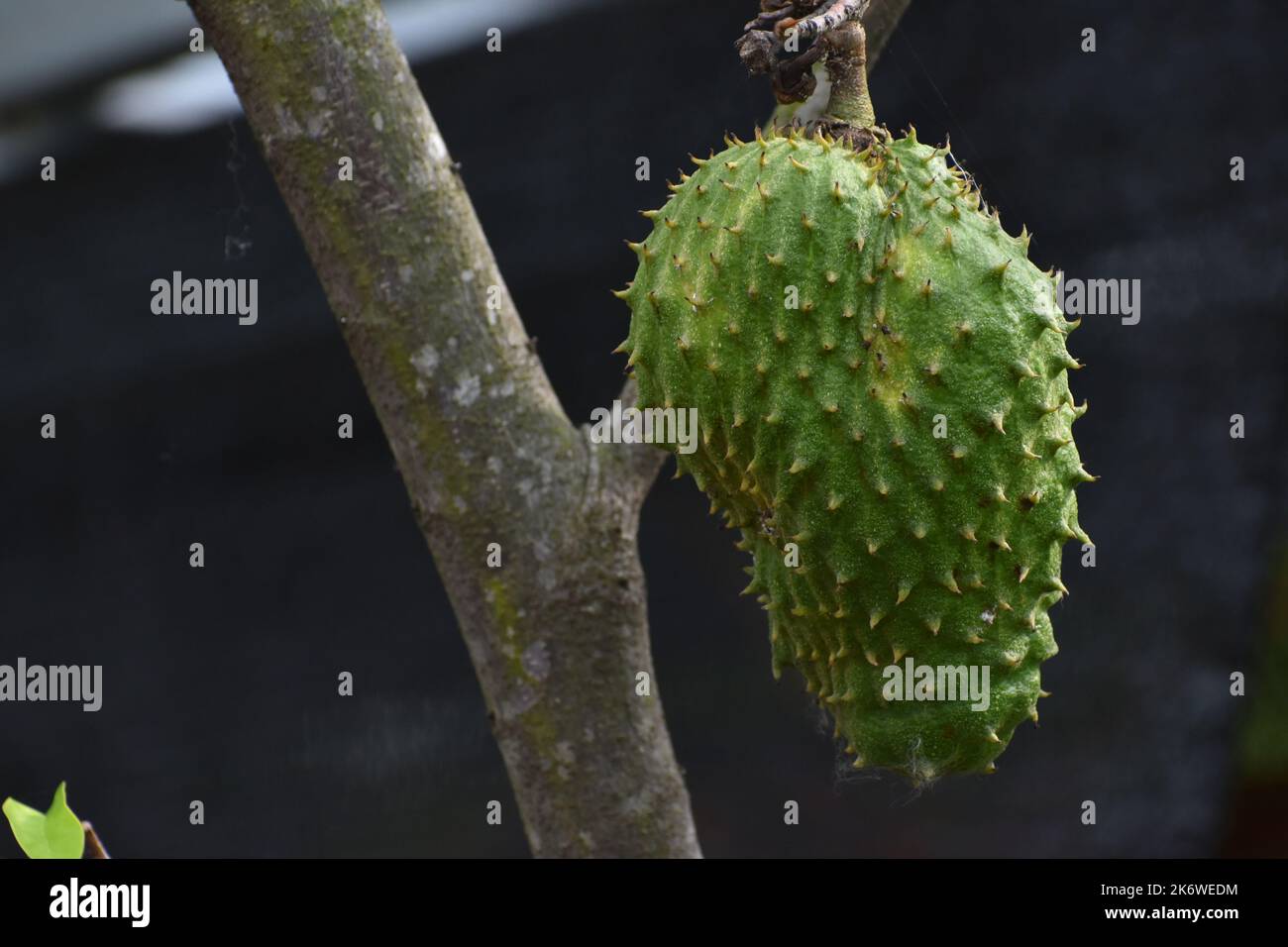 Sirsak (soursop) fruit accroché à l'arbre. Banque D'Images