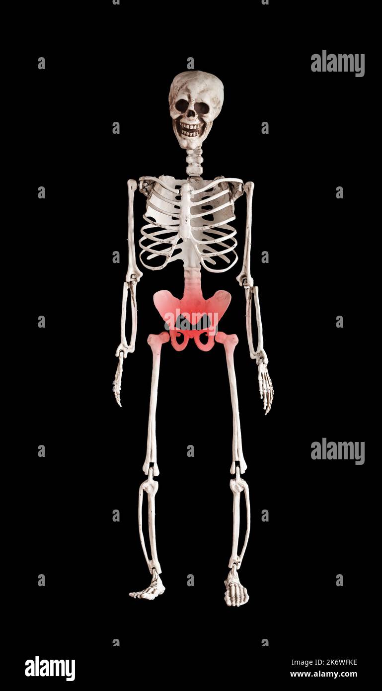 Os pelviens, pelvis sur le corps du squelette. Photo de haute qualité Banque D'Images