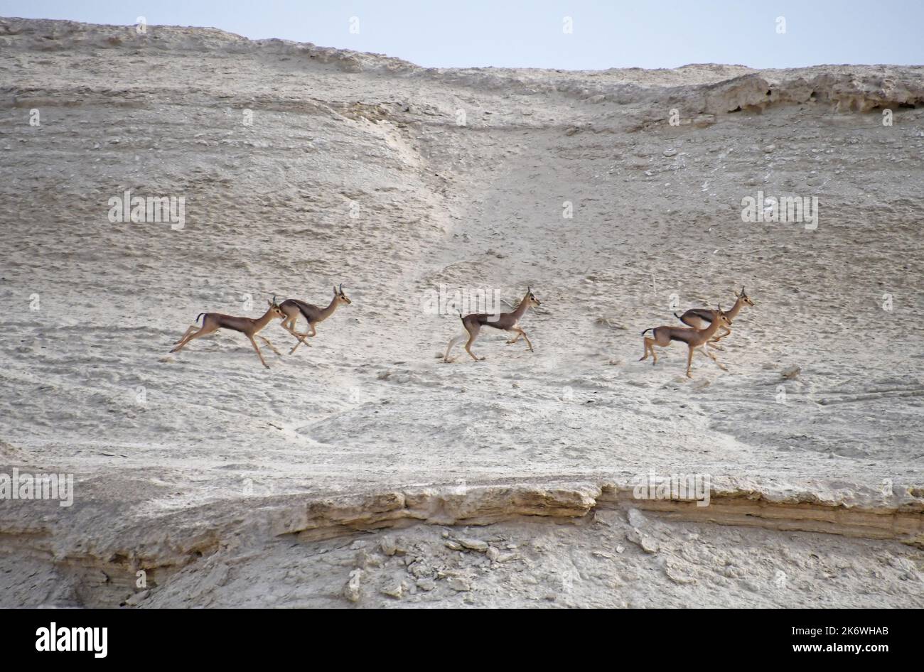 Groupe Gazelle dans le désert Banque D'Images