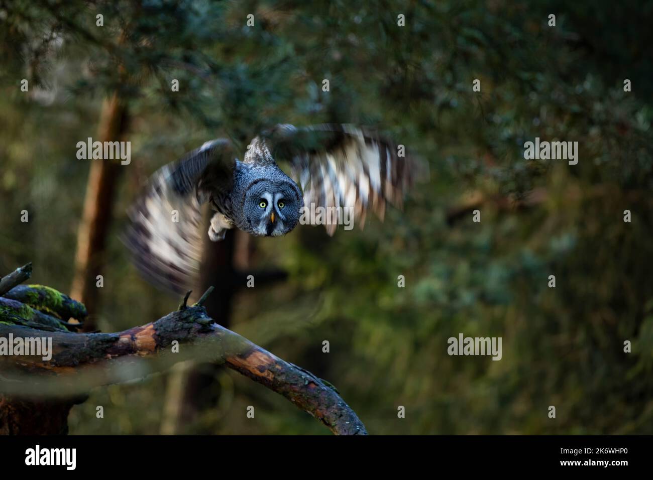 Grand hibou gris ou Laponie Owl lat. Le Strix nebulosa vole dans la forêt vers le soir Banque D'Images