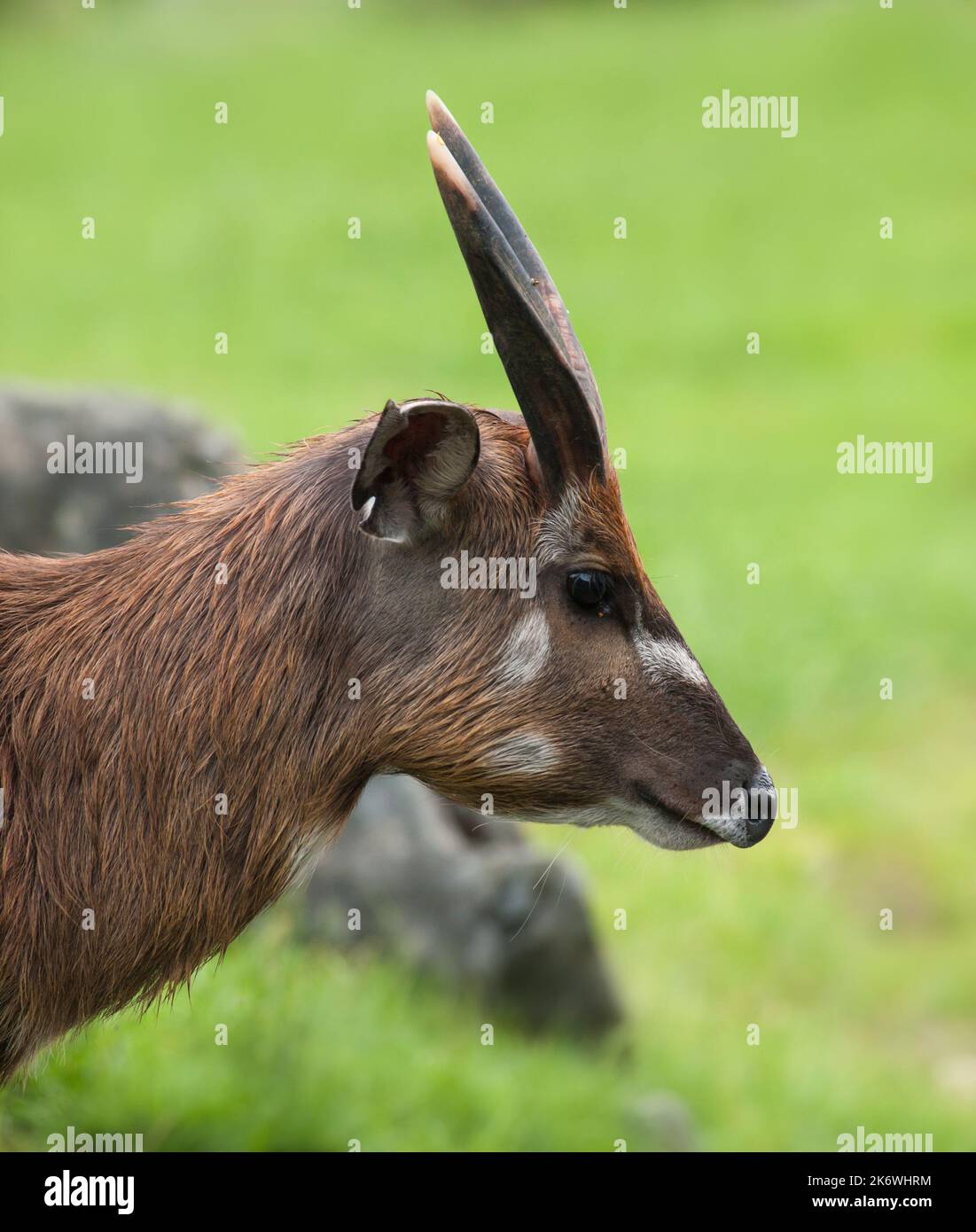 Portrait de l'antilope de Sitatunga Tragelaphus spekii Banque D'Images