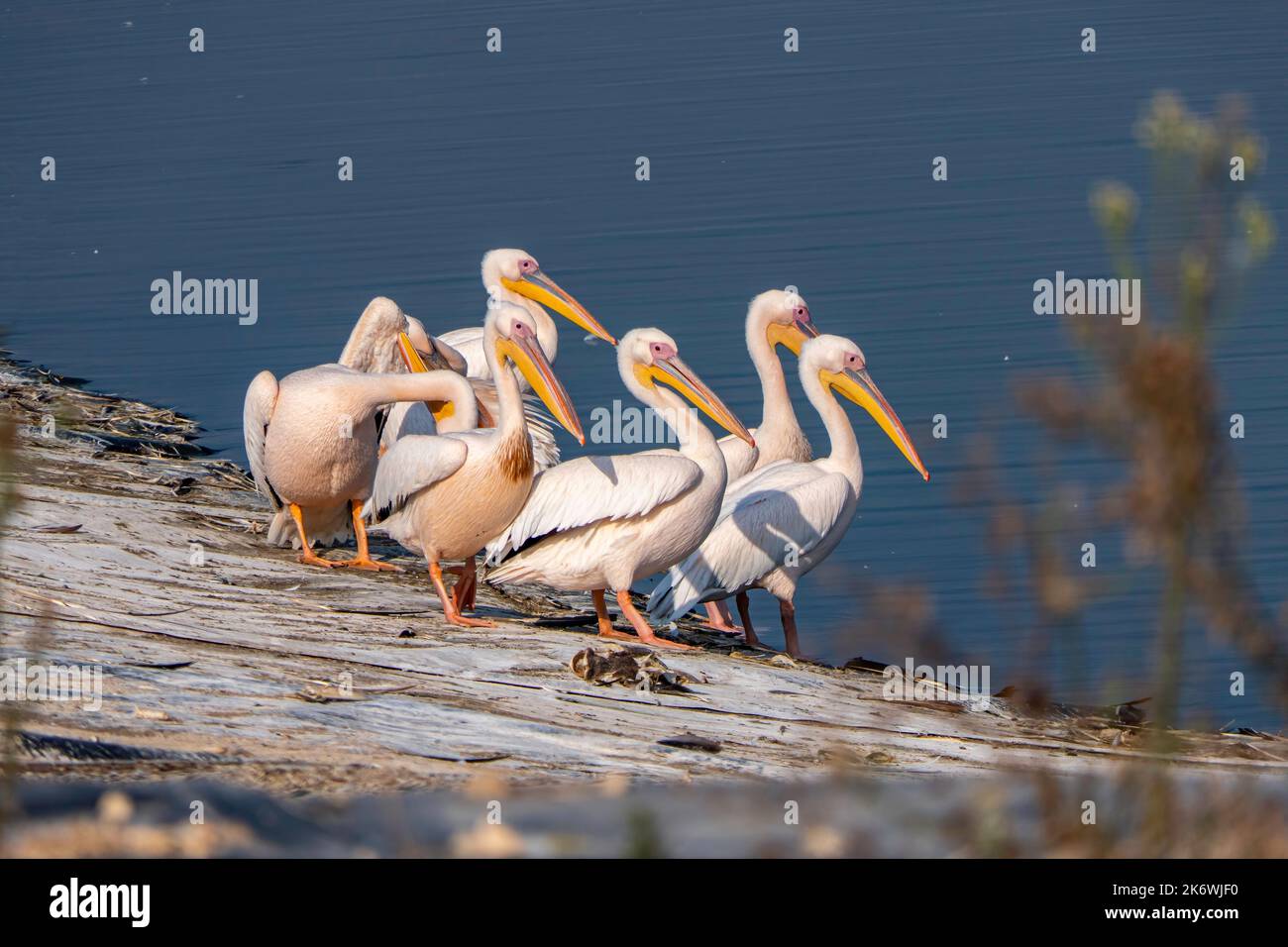 Migration saisonnière des oiseaux. Grand pélican blanc, Pelecanus onocrotalus ou oiseau pélican rosé au repos. Israël Banque D'Images