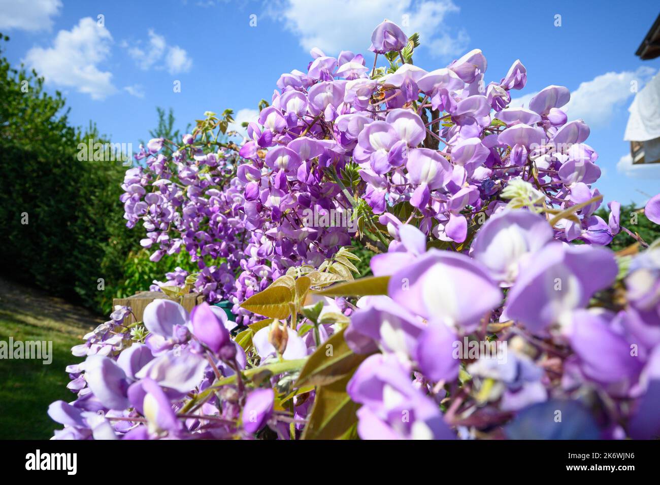 La wisteria fleurit au printemps dans le Piémont Banque D'Images