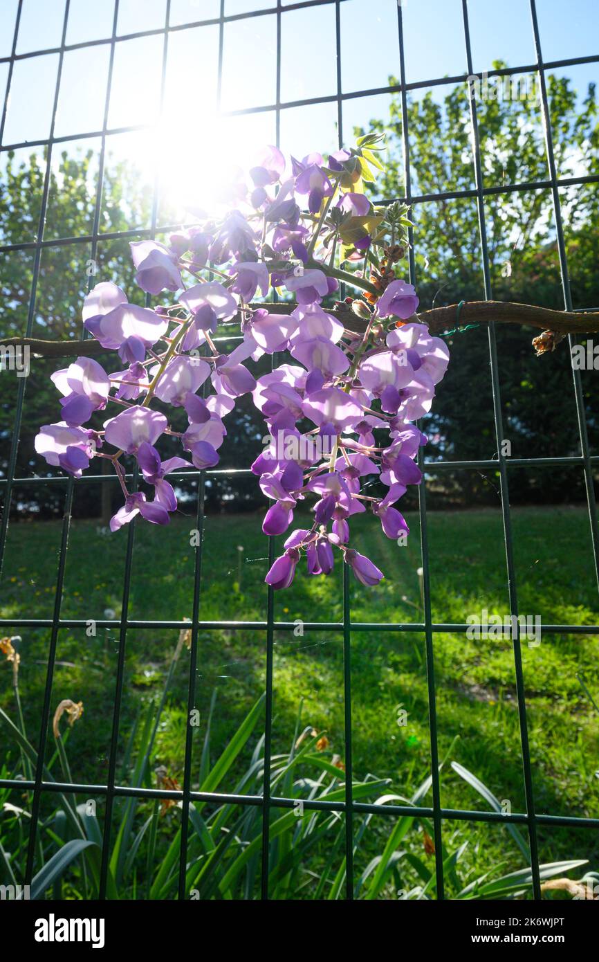La wisteria fleurit au printemps dans le Piémont Banque D'Images