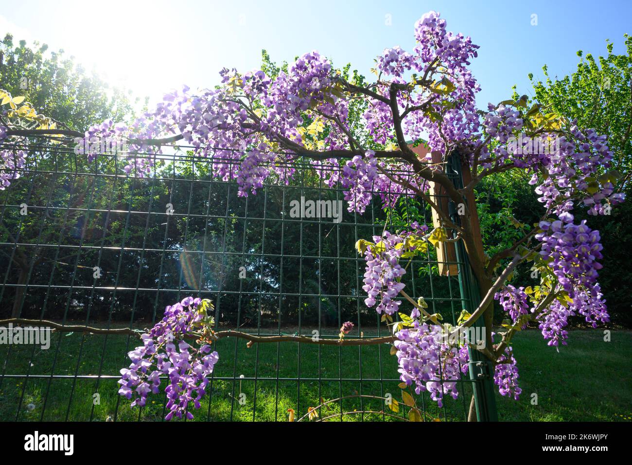 La wisteria fleurit au printemps dans le Piémont Banque D'Images