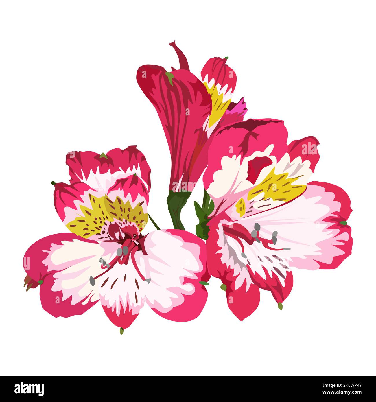 Fleur tropicale rose alstroemeria, plante sud-américaine, illustration vectorielle. Illustration de Vecteur