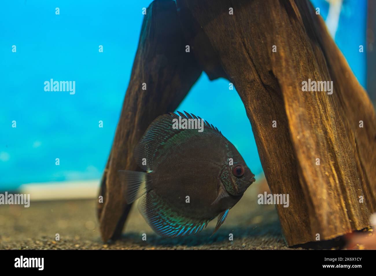 Vue sur le poisson bleu à motif peau de serpent en cichlidés nageant dans l'aquarium. Suède. Banque D'Images