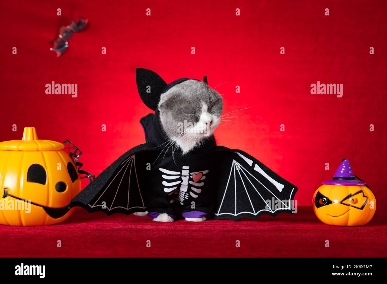 Mignon british Shorthair chat porte Halloween squelette robe avec Jack-o-lanternes à proximité Banque D'Images