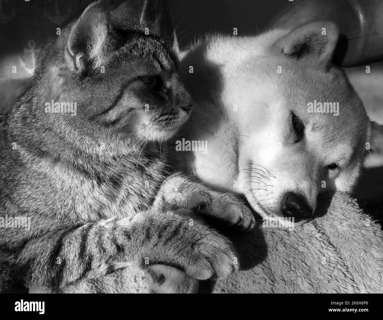 Shiba Inu chiot et son ami rayé chaton Banque D'Images