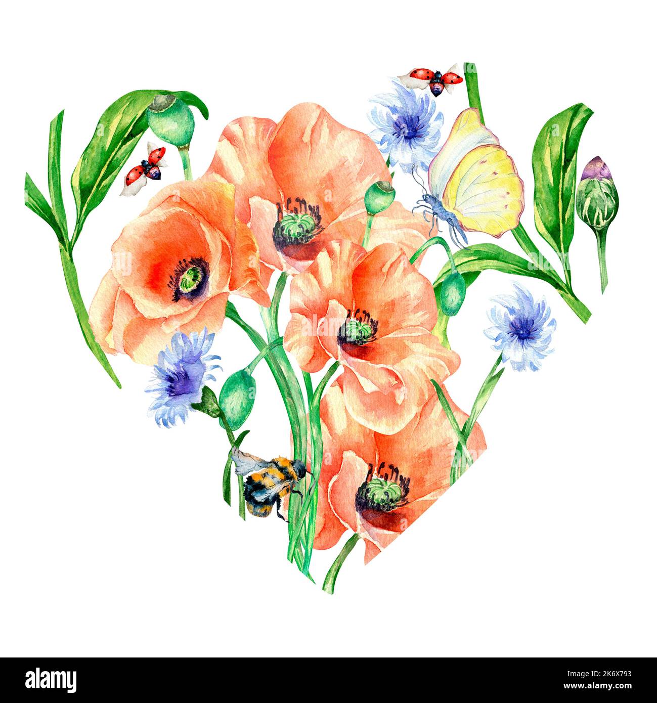 Cadre en forme de coeur avec coccinelles, abeille et coquelicots aquarelle illustration sur blanc. Composition de modèle de carte lumineuse peinte à la main. Fleurs de prairie elem Banque D'Images