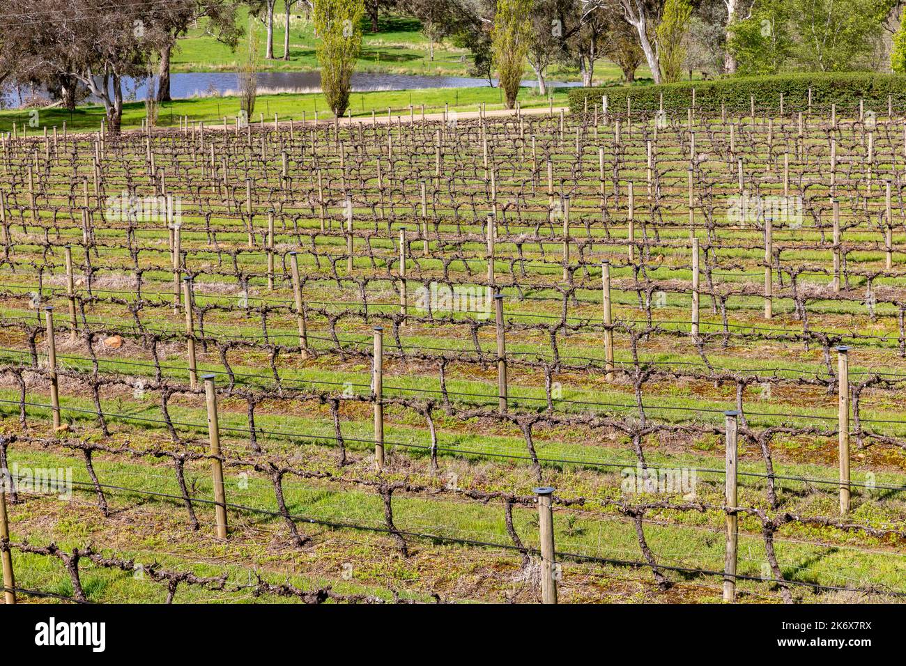 Vignoble viticole australien à Mortimers Wines à Orange, centre-ouest de la Nouvelle-Galles du Sud, Australie, printemps 2022 Banque D'Images