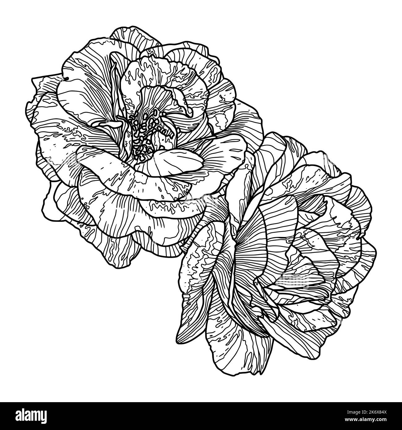 Dessin de ligne noire de deux roses de jardin isolées sur blanc. Esquisse dessinée à la main, illustration vectorielle. Élément décoratif pour carte de vœux, invitation de mariage, autres produits imprimés. Illustration de Vecteur