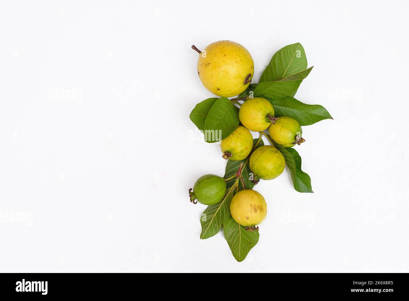 Fruit de goyave mûr avec feuilles sur fond blanc et espace de copie Banque D'Images