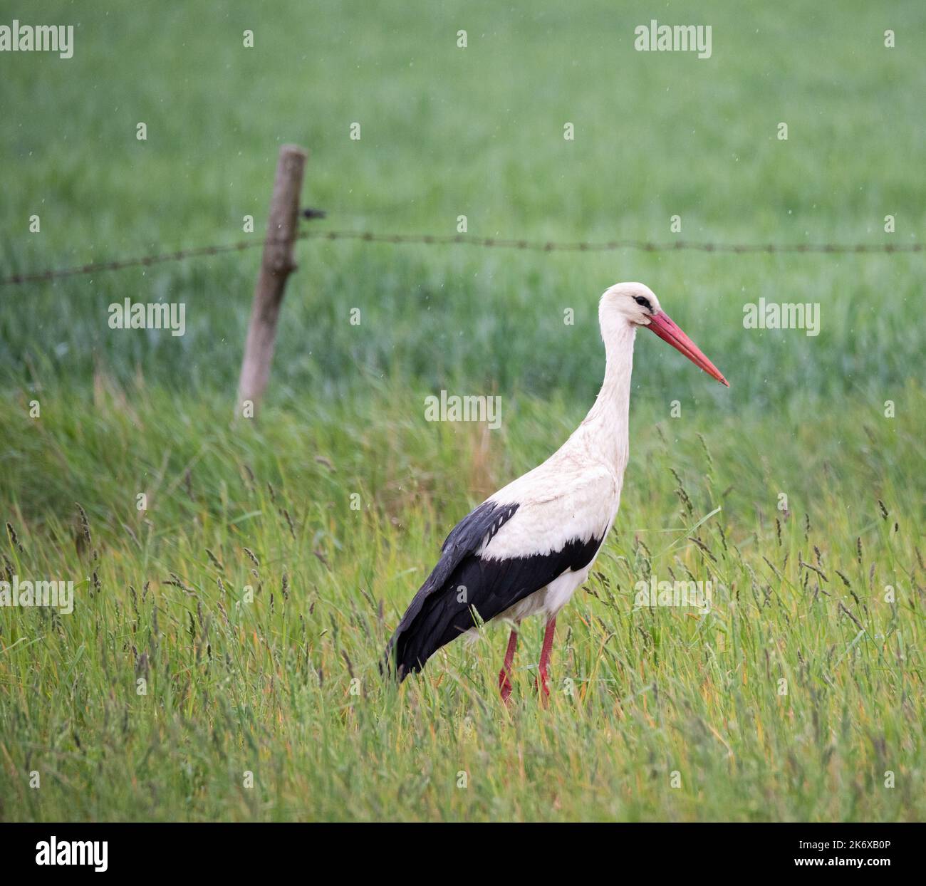 Lot De 20 Serviettes De Table En Forme D'animaux Pour Le Printemps Et L'été 33 X 33 Cm