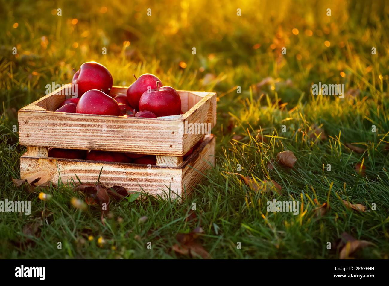 pommes rouges en caisse de bois sur l'herbe dans le jardin Banque D'Images