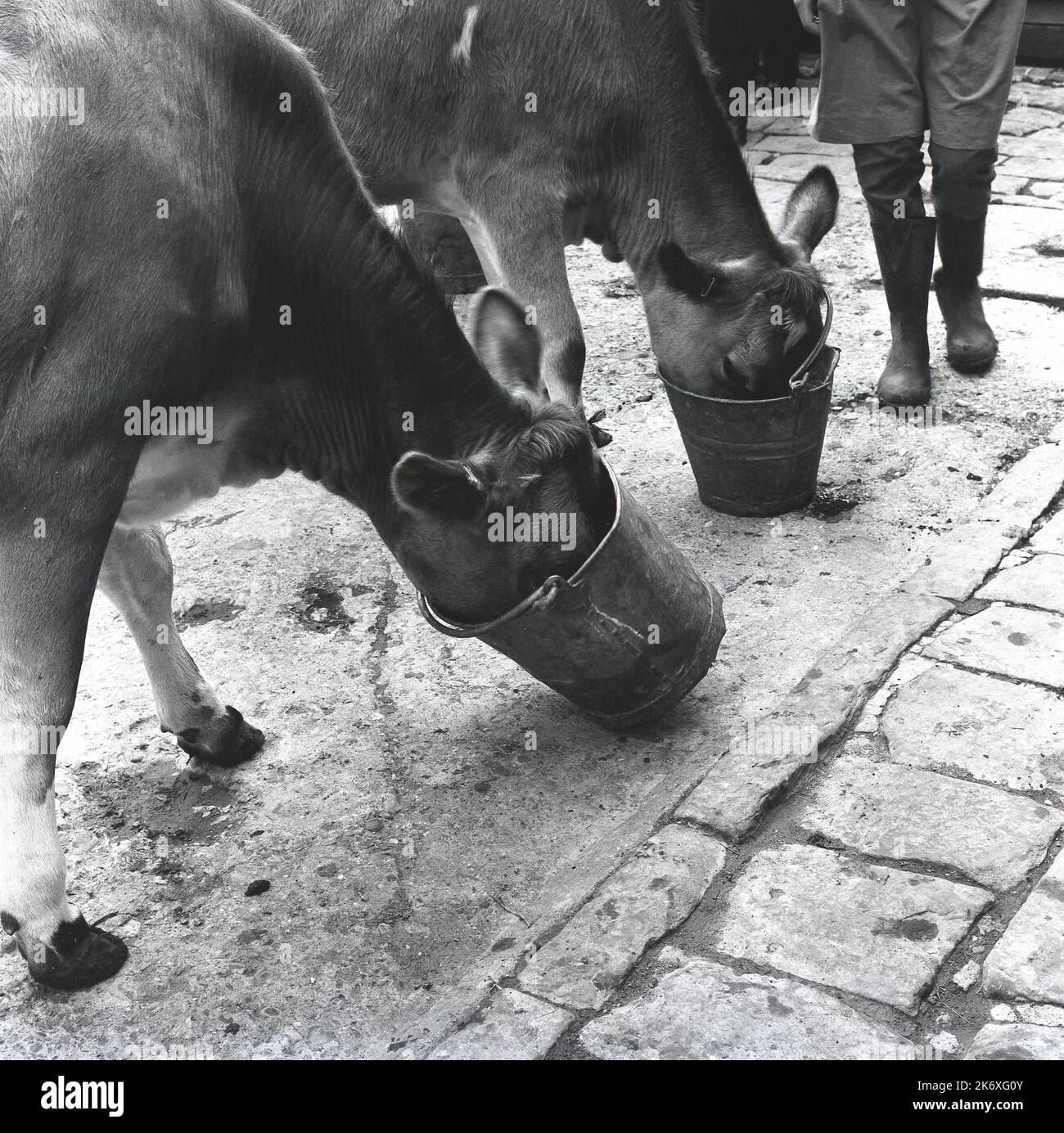 1960s, historique, à l'extérieur d'une ferme, deux vaches se nourrissant, têtes dans des seaux métalliques, avec des jeunes à wellington bottes debout, Buckinghamshire, Angleterre, Royaume-Uni. Basé à Wendover, l'établissement d'enseignement connu sous le nom de Farmhouse School, a été établi par Quaker, Isobel Fry vers 1900 et a eu des élèves de 8 à 18 ans. Tous les élèves devaient se lever tôt chaque jour, car ils devaient s'occuper des animaux et entreprendre des tâches agricoles générales avant le petit déjeuner. Des cours d'école traditionnels auraient alors lieu. Fry croyait que d'autres enseignements provenaient des activités de travail de la ferme. Banque D'Images