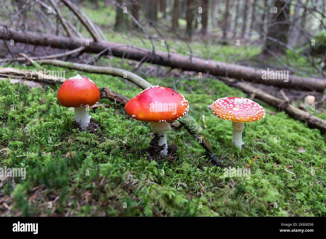trois champignons rouges dans la forêt, les champignons de mouche. Photo de haute qualité Banque D'Images