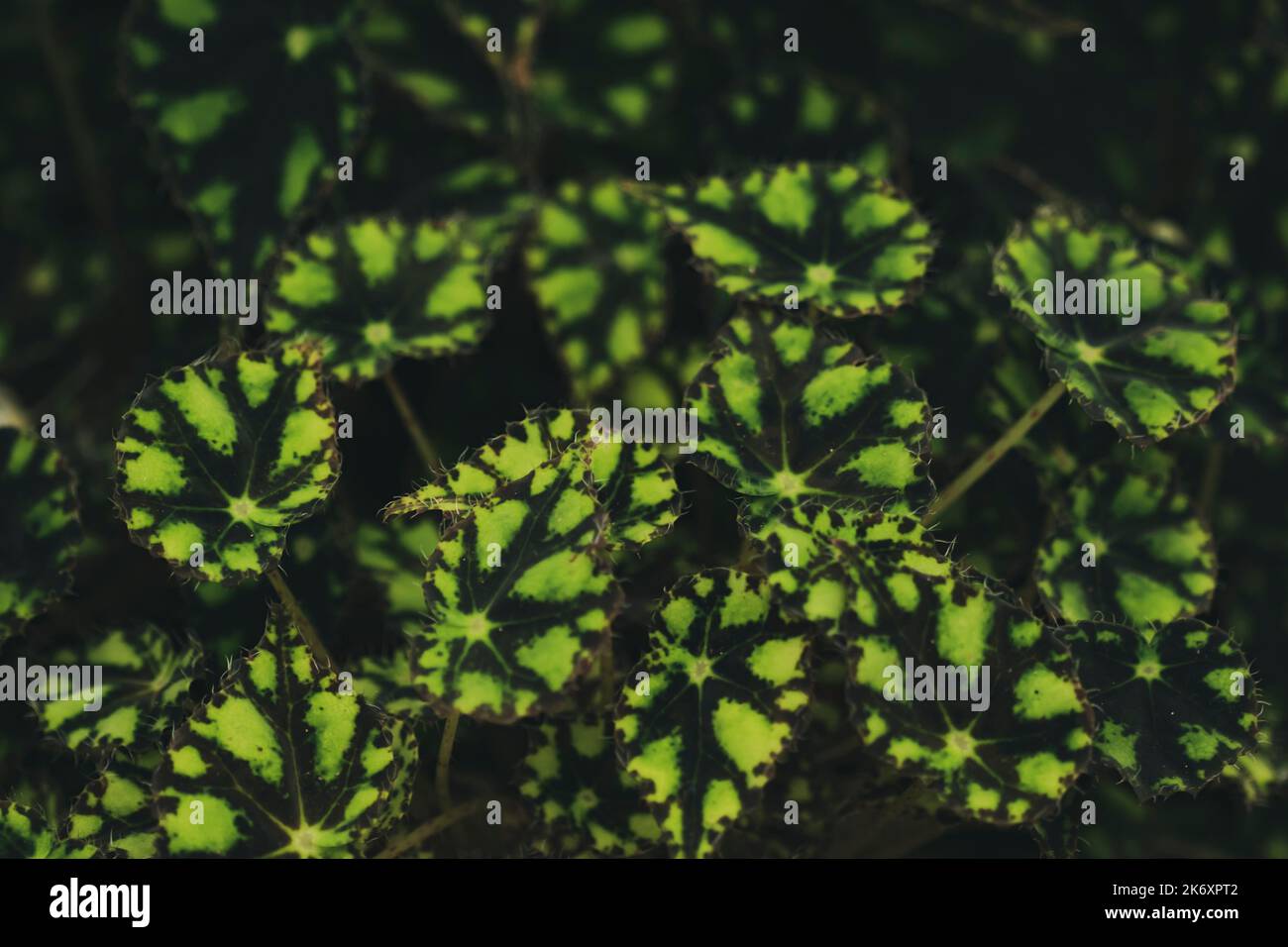 La nature de la begonia verte laisse dans le jardin à l'été avec la lumière du soleil. Plantes à feuilles vertes naturelles utilisant comme environnement de fond de printemps écologie ou verdure Banque D'Images