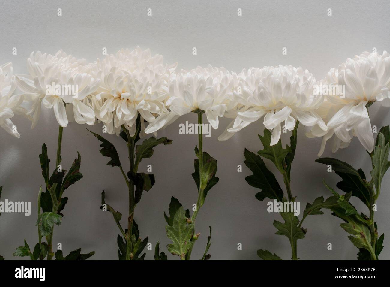 Beau concept de fleur, blanc chrysanthème fleur sont arrangement sur fond gris. Banque D'Images