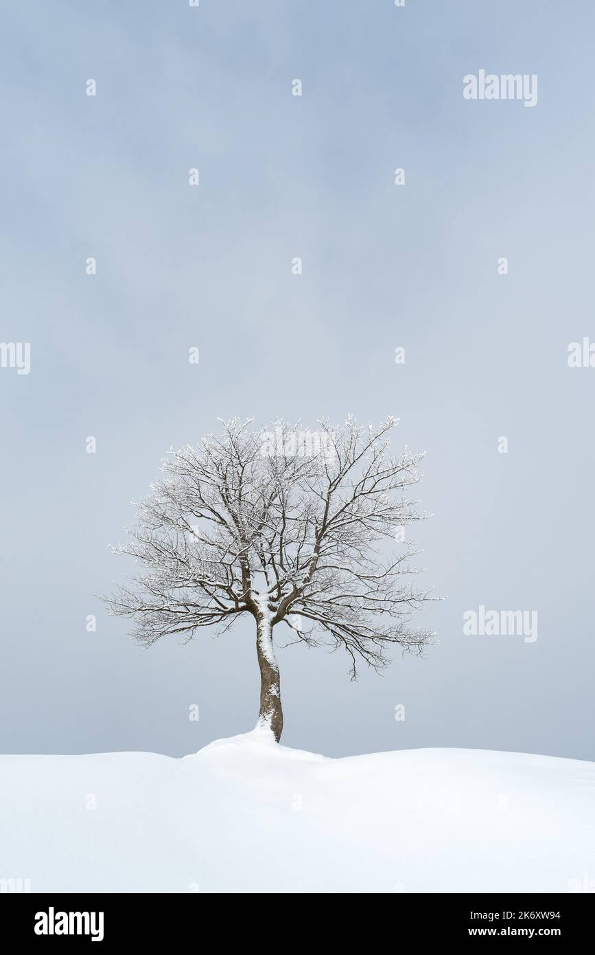 Paysage minimaliste d'hiver avec arbre seul et espace de copie Banque D'Images
