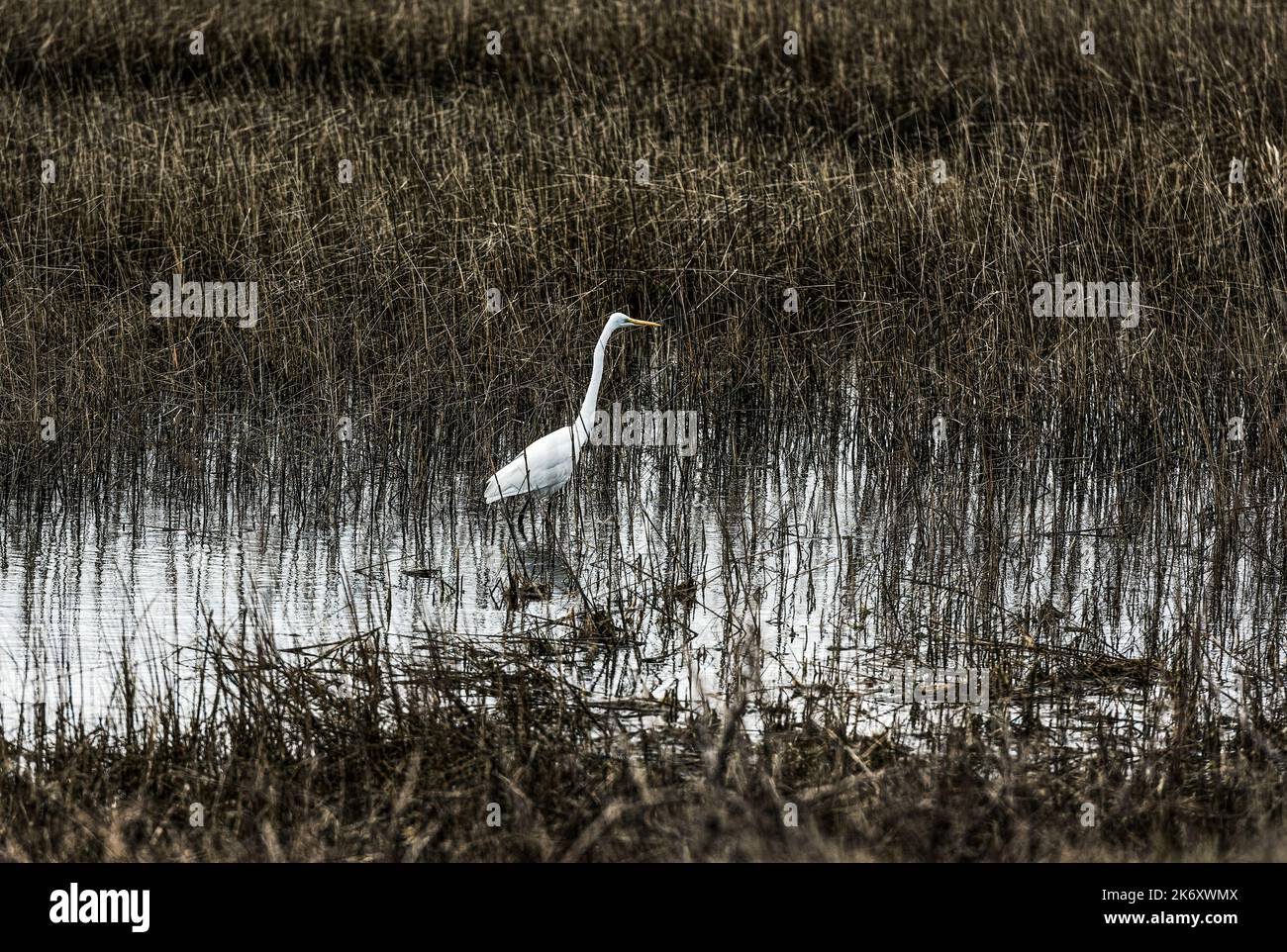 Chasse à l'aigrette pour la nourriture. Banque D'Images