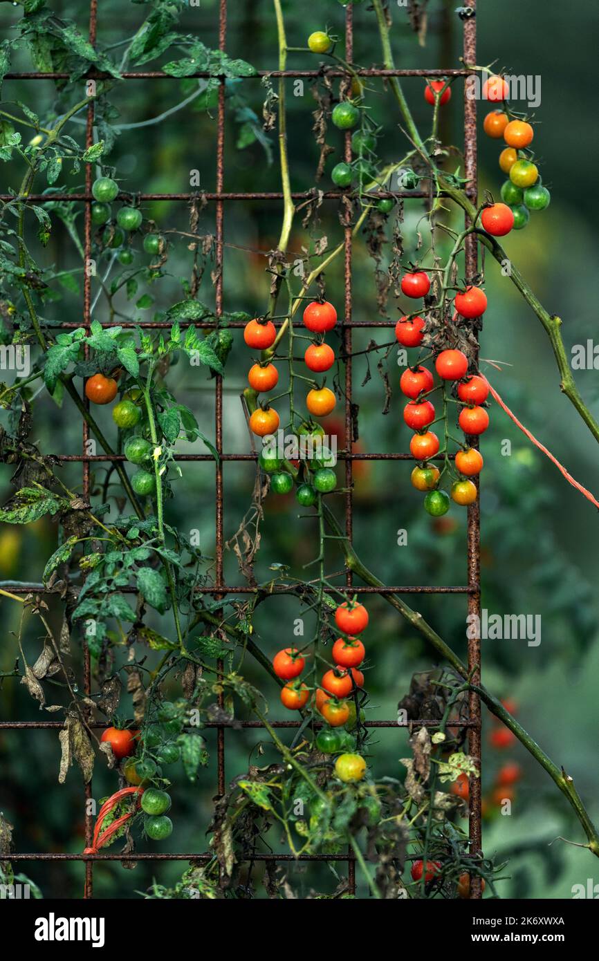Tomates cerises poussant dans le jardin. Banque D'Images