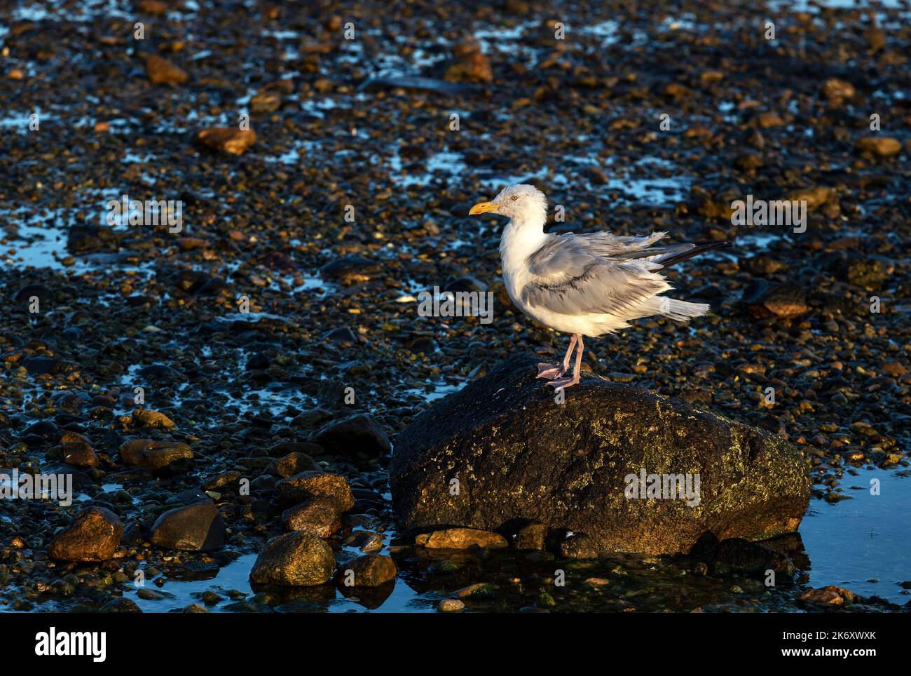 Mouette perchée sur une roche à marée basse. Banque D'Images
