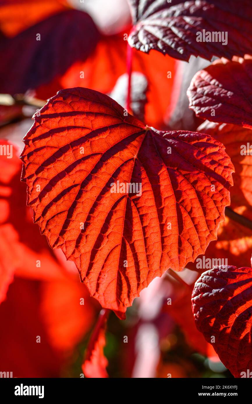 Les feuilles d'automne rouges sont rapprochées Banque D'Images
