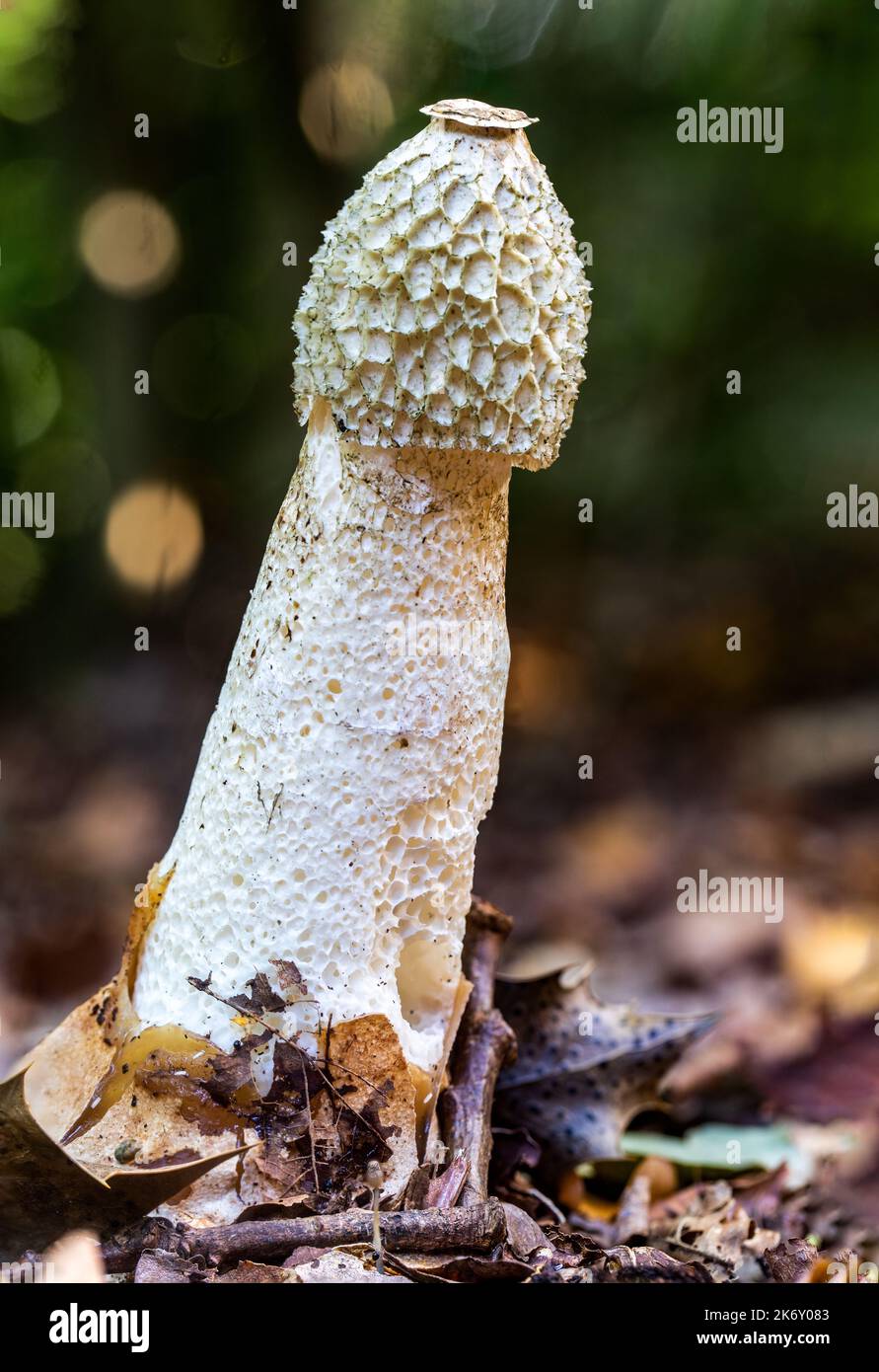 La corne de rose commune ressemblant à un phallus émergeant du fond de la forêt en automne Banque D'Images