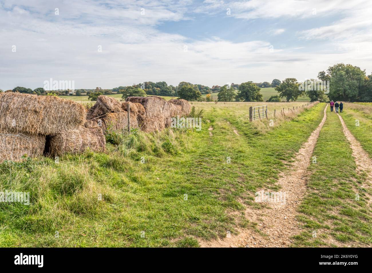 Les habitants d'un pays marchent en automne sur un sentier public à travers les champs agricoles d'Essex. Banque D'Images