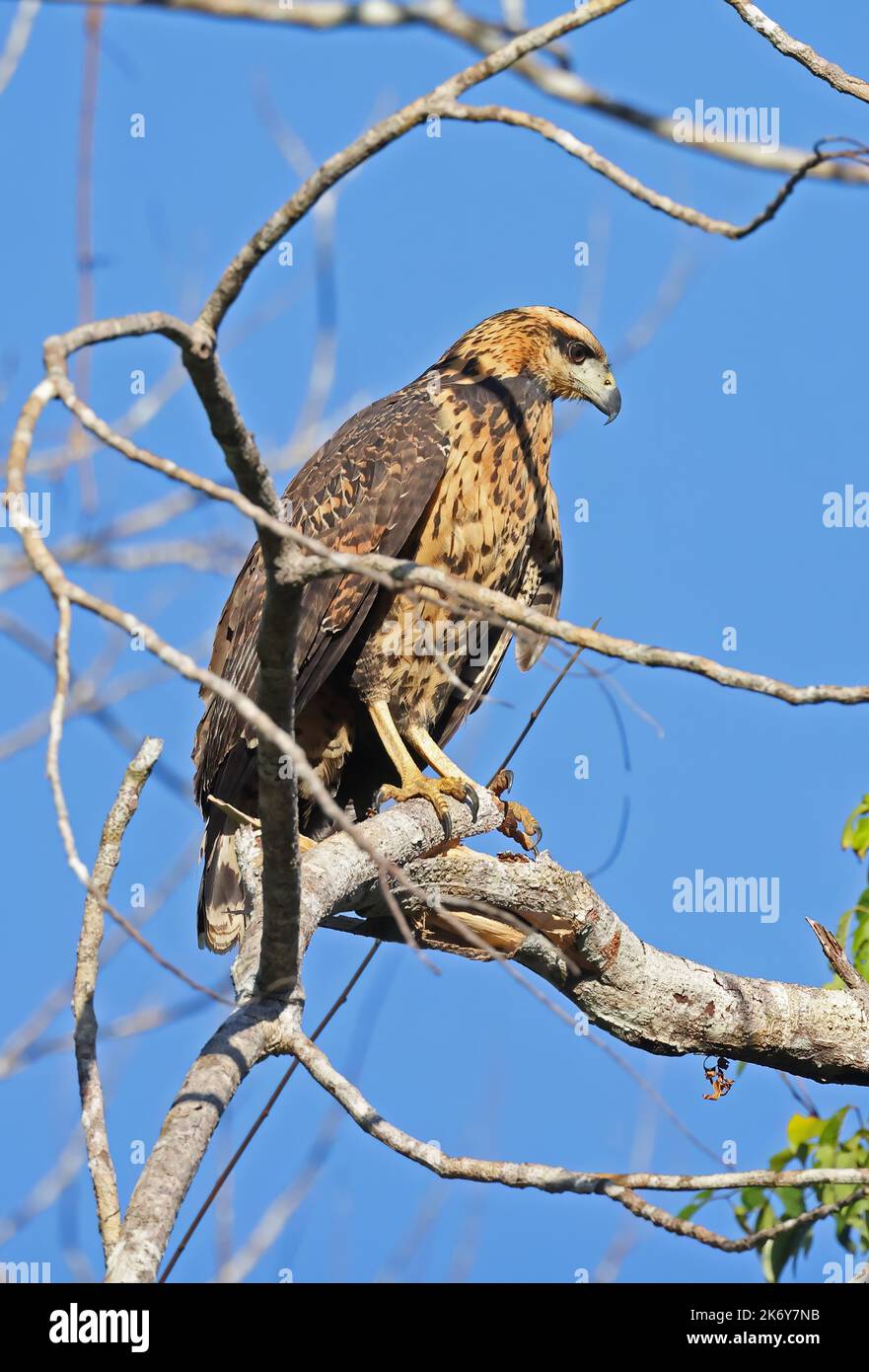 Grande buse noire (Buteogallus ubitinga ubitinga) immature perchée sur la branche Rio Azul, Brésil. Juillet Banque D'Images