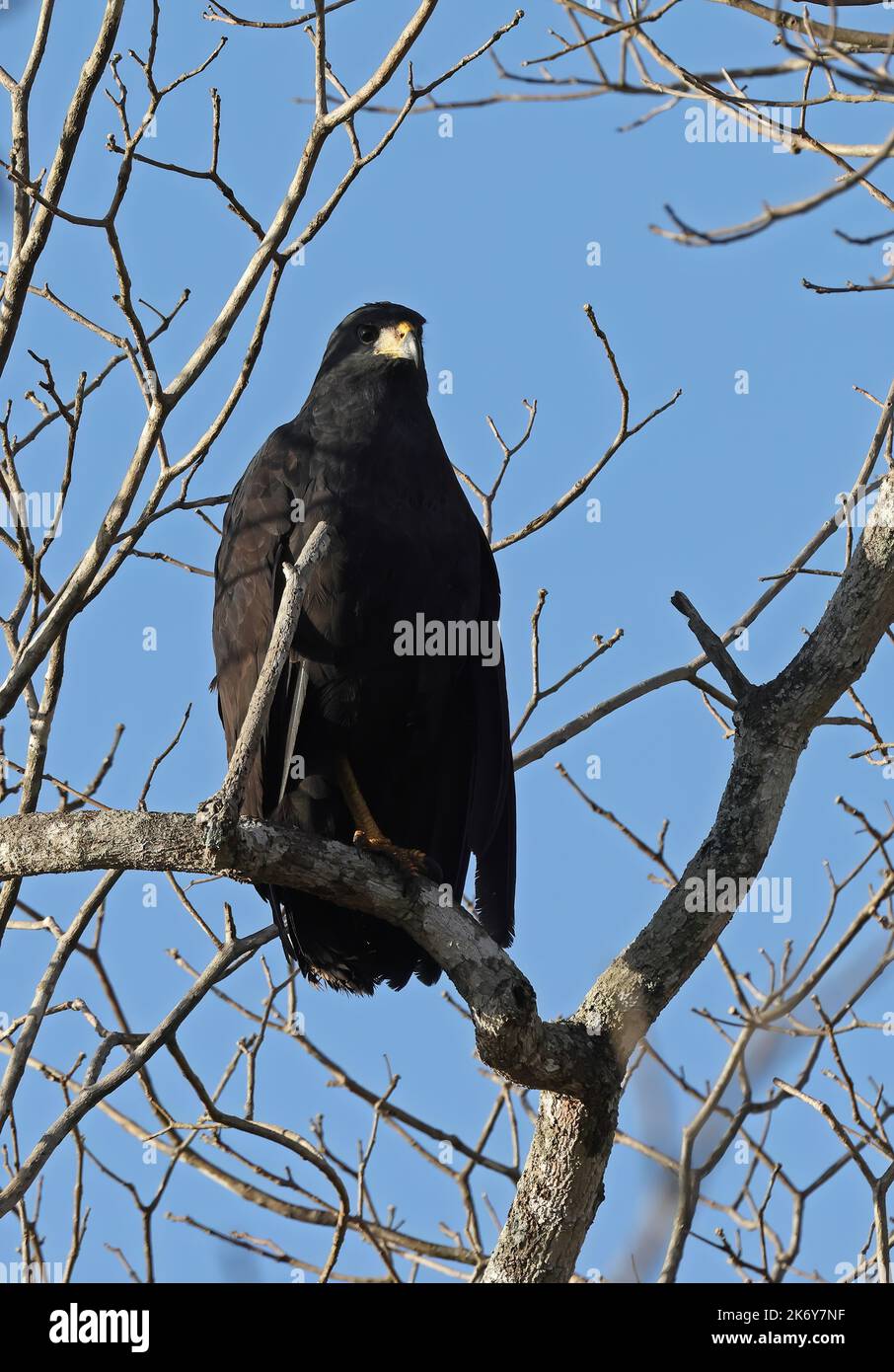 Grand Black Hawk (Buteogallus ubitinga ubitinga) adulte perché sur la branche Pantanal, Brésil. Juillet Banque D'Images