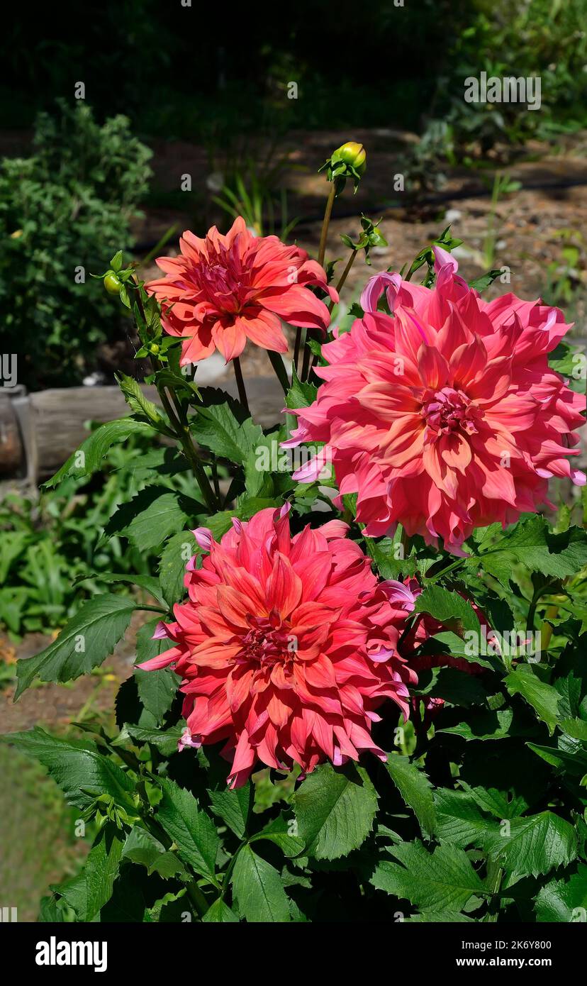 Très ornemental délicieusement délicat rose-violet dahlia fleurs buisson, variété Islander. Trois énormes fleurs automnales doubles dahlia fleur il Banque D'Images