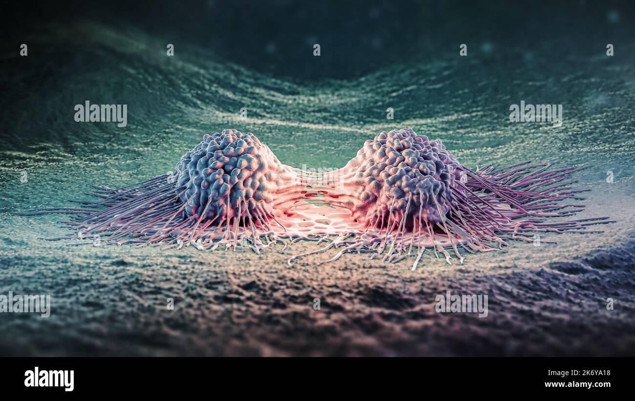 Illustration du rendu de la mitose ou de la prolifération des cellules cancéreuses 3D. Division de deux cellules malignes provoquant un carcinome de près. Médecine, oncologie, scien Banque D'Images