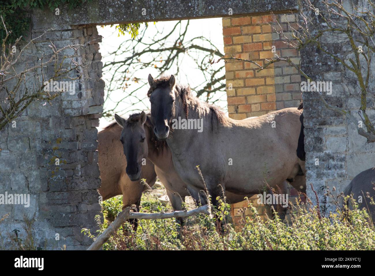 Les ponts sauvages de Konik se cachent dans les ruines d'une ferme à Wicken Fen à Cambridgeshire, le 16th octobre 2022 Banque D'Images