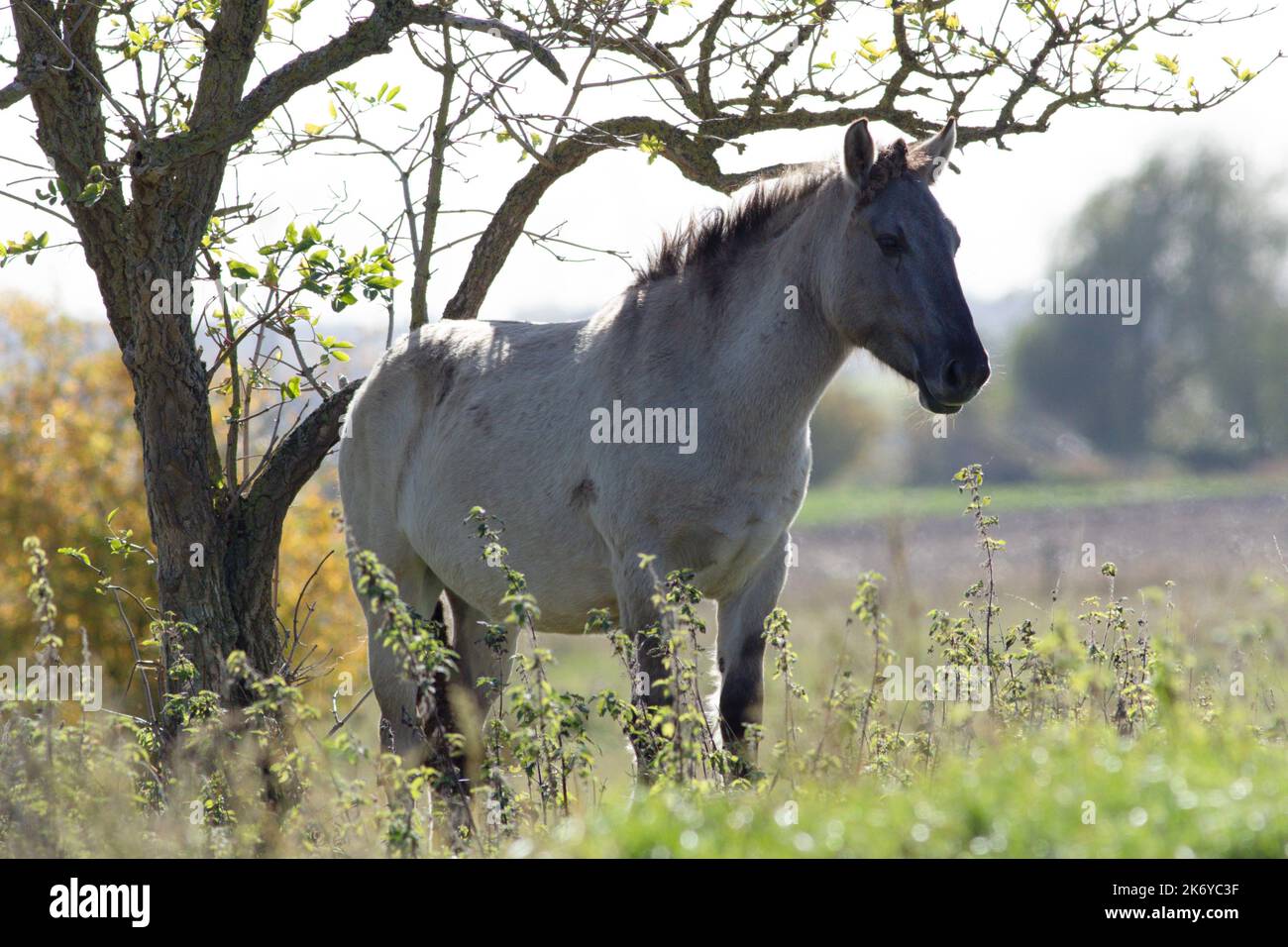 Wild Konik Pony en utilisant un arbre pour gratter il est de retour à Wicken Fen dans Cambridgeshire, 16th octobre 2022 Banque D'Images