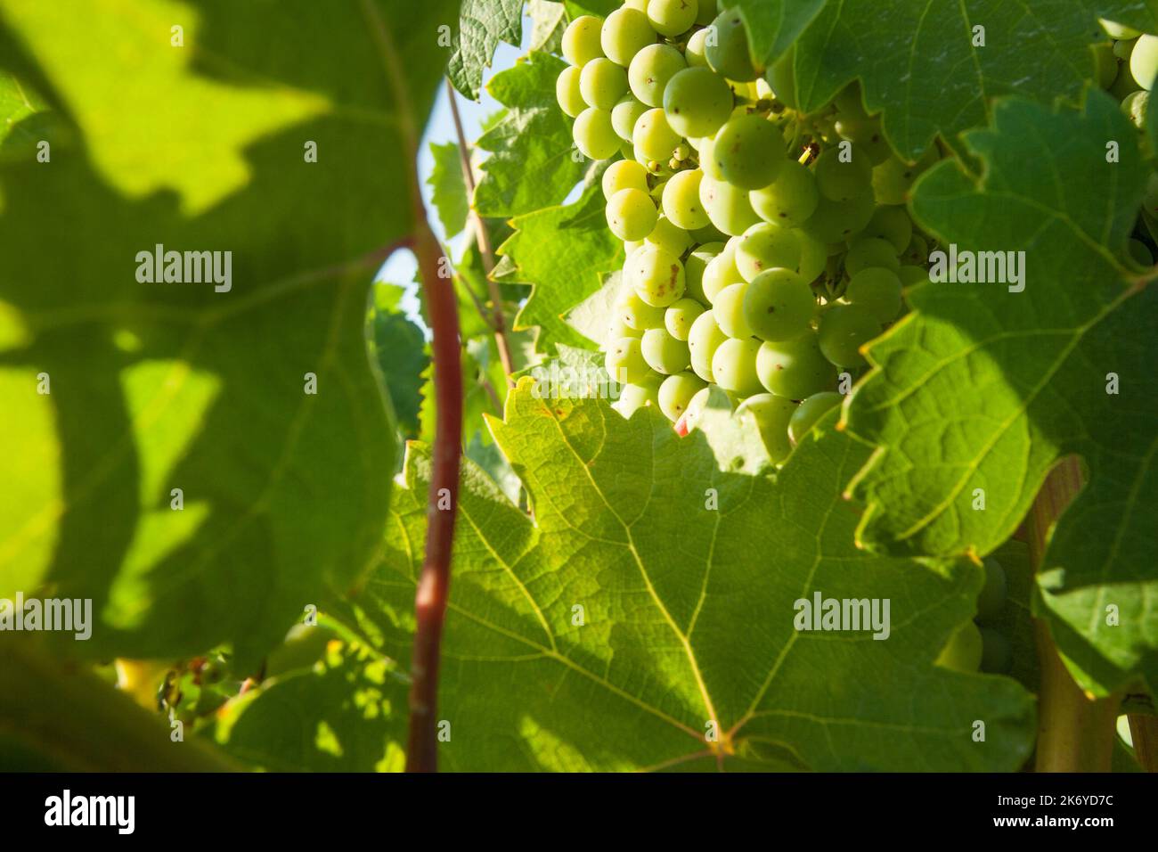 Vignoble luxuriant White Grape Bushels dans la matinée du dimanche. Banque D'Images