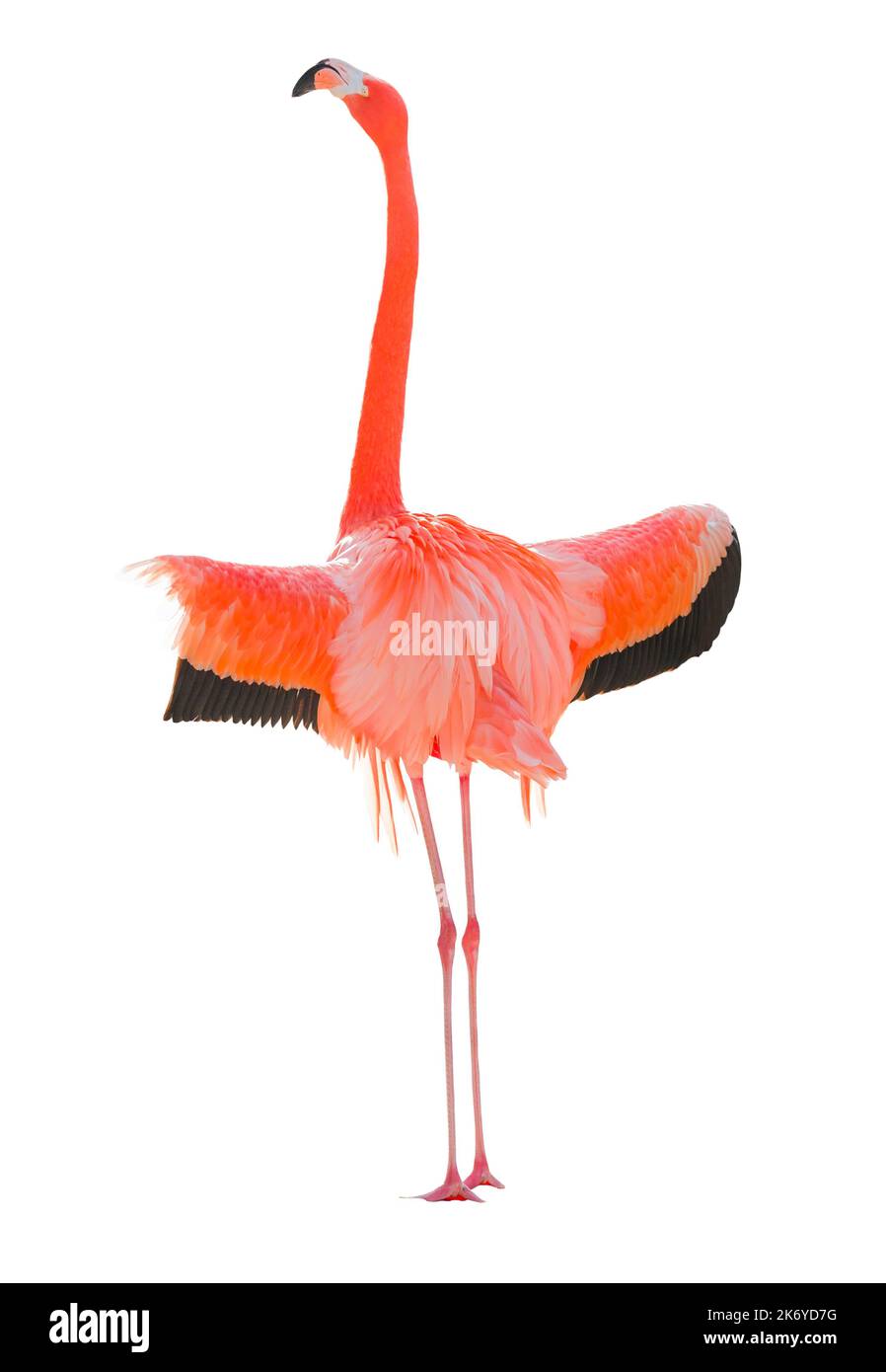 Magnifique Flamingo isolé sur fond blanc. Banque D'Images