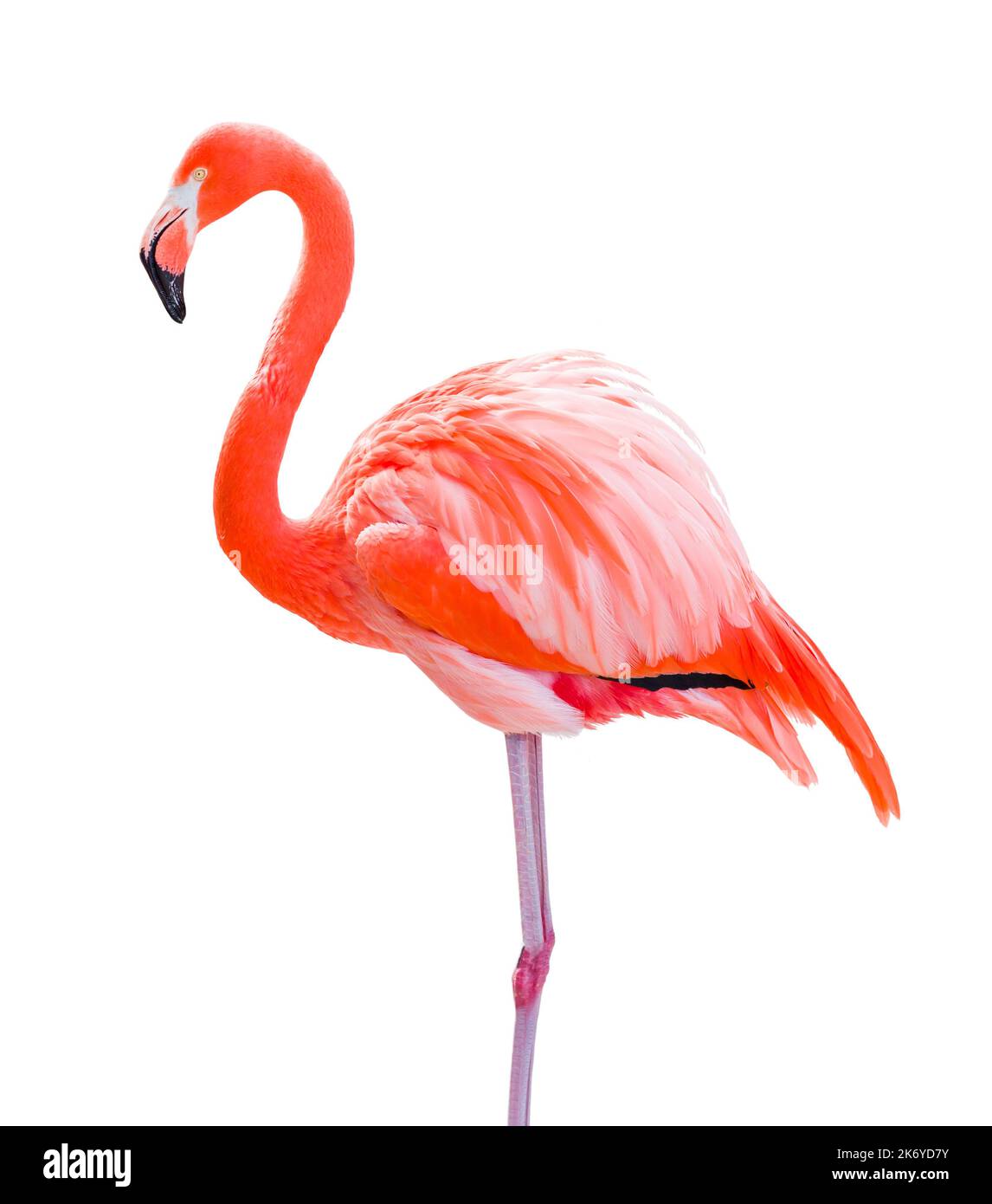 Magnifique Flamingo isolé sur fond blanc. Banque D'Images
