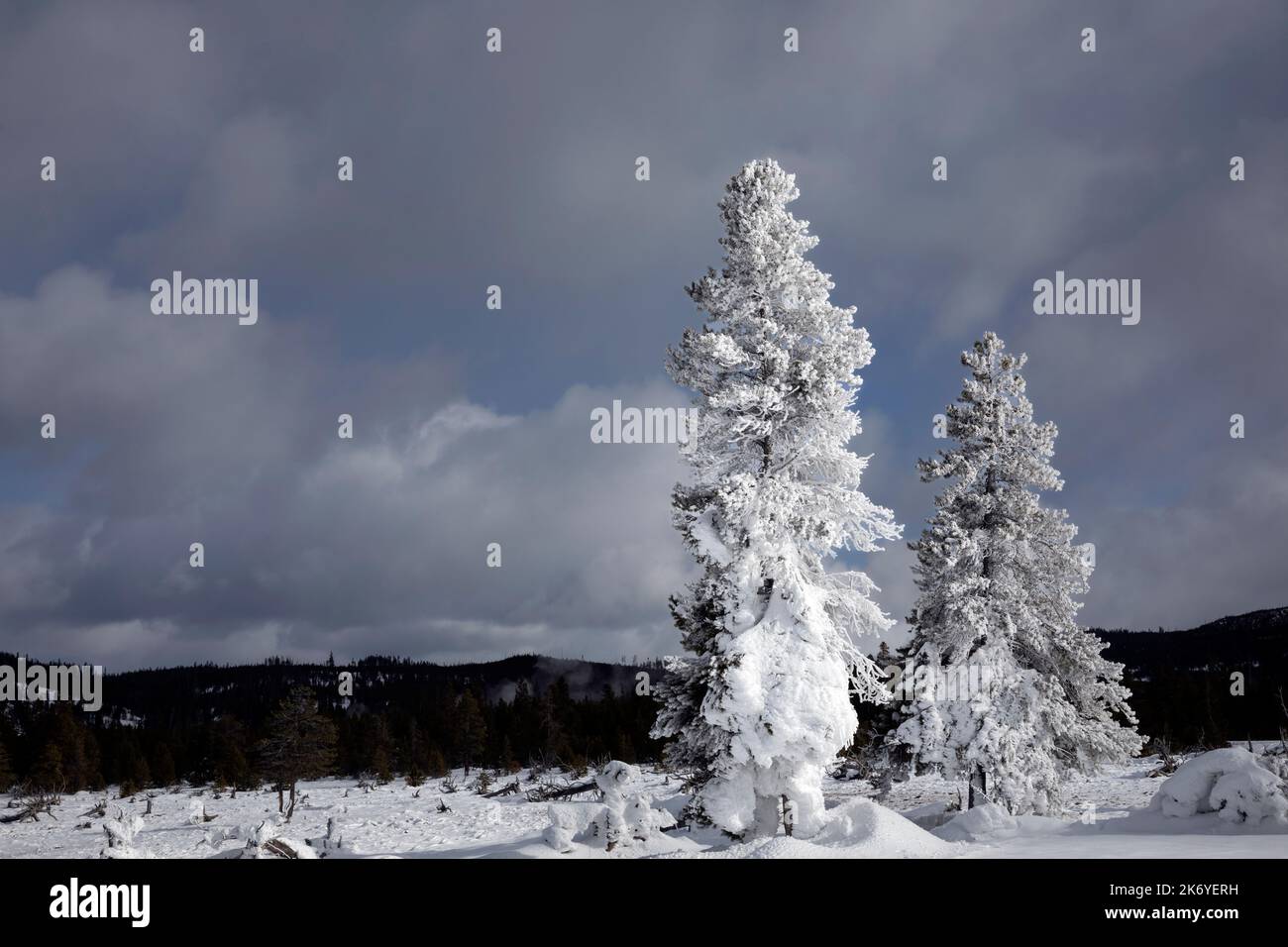 WY05096-00..... WYOMING - arbres couverts de neige et de givre dans le bassin Geyser Midway du parc national de Yellowstone. Banque D'Images