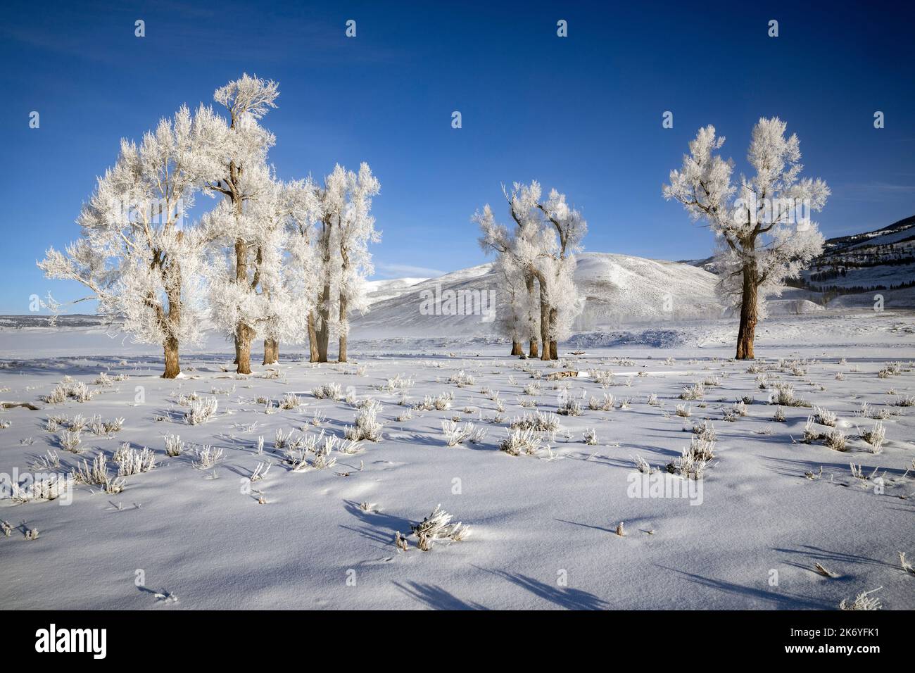 WY05132-00....Wyoming - Frosted Trees dans le parc national de Lamar Valley of Yellowstone. Banque D'Images