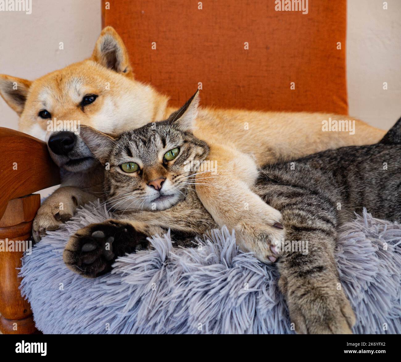 Shiba Inu chiot et son ami rayé chaton Banque D'Images